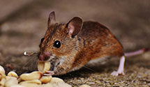 24 Hour & Emergency Exterminators in Pilot Mountain, NC